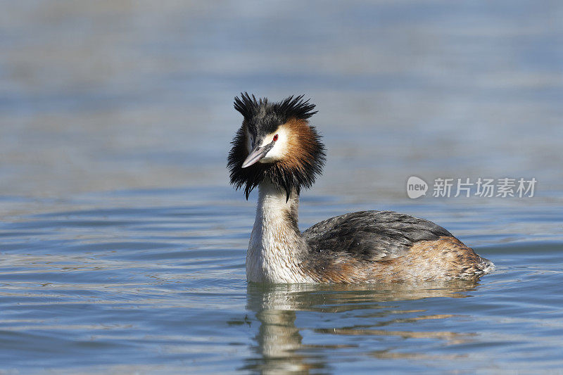 大山脊grebe (Podiceps crista)